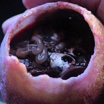 Taspar Egg
